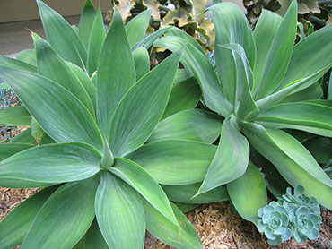 Agave attenuata or Foxtail Agave